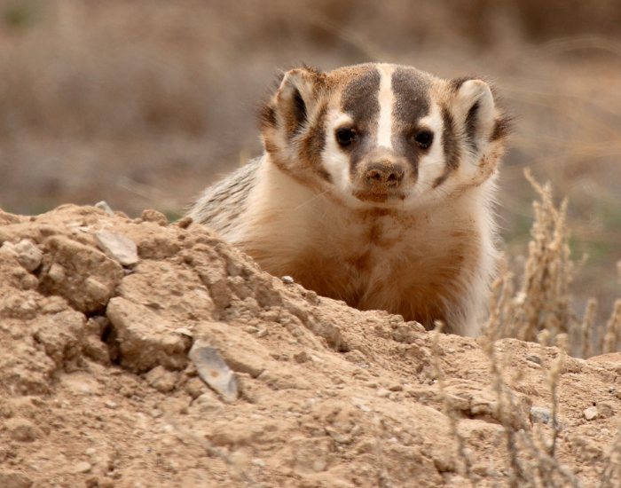 badger-burrow.webp american badger in the wild