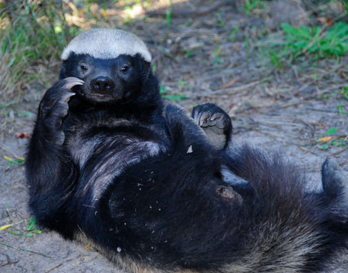badger-laying.webp badger laying on the ground