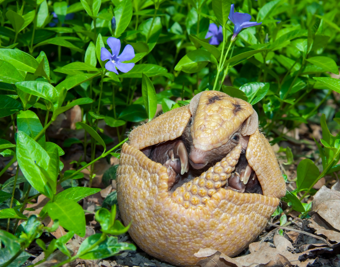 armadillo in a ball, over grass and flowers