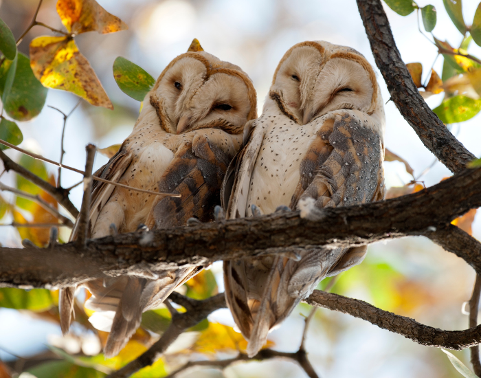 barn-owl-1.webp two barn owls on a tree