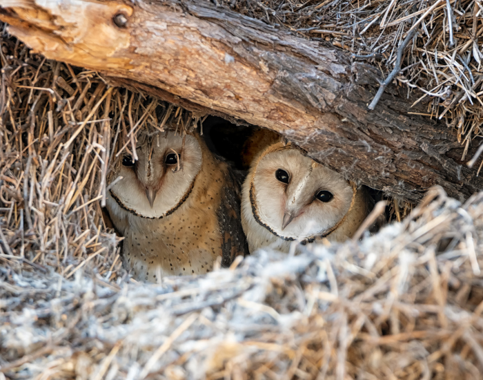 barn-owl-2.webp Two barn owls hiding