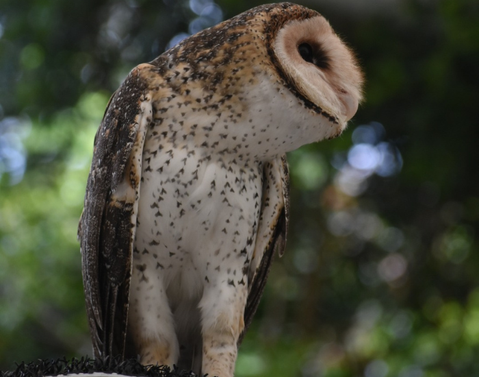 barn-owl-3.webp barn owl standing on a tall pole