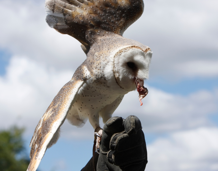 barn-owl-feeding.webp Barn owl eating a mice