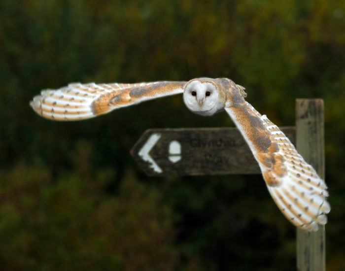 barn-owl-flying-urban.webp barn owl flying