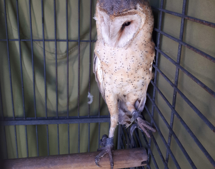 barn-owl-on-cage.webp barn owl on. a cage