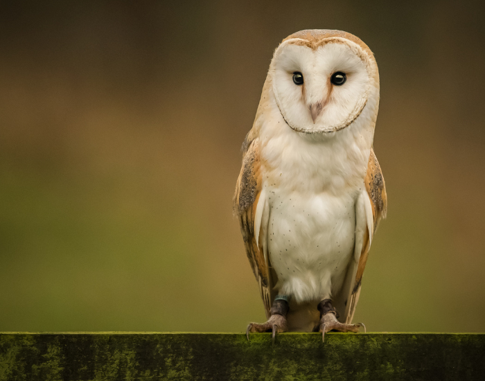 barn-owl.webp Barn owl standing still