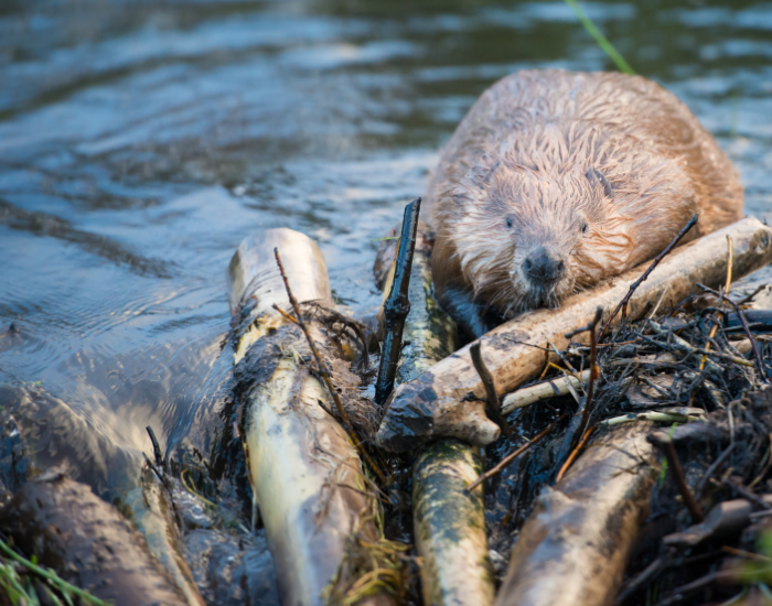 beaver-building.webp Beaver carrying a log