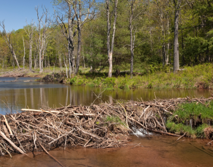 beaver-dam-2.webp Panoramic view of a beaver dam