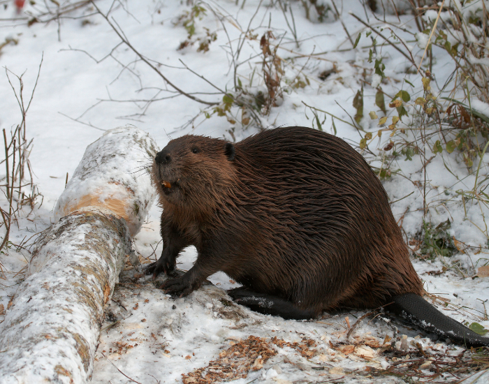 beaver-fallen-log.webp beaver cutting a fallen log