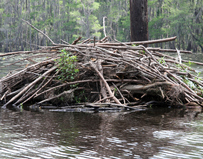 beaver-lodge.webp beaver lodge