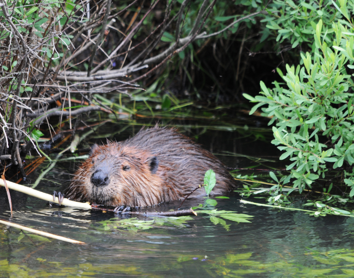 beaver-wetland.webp beaver swimming in wetland carrying a branch