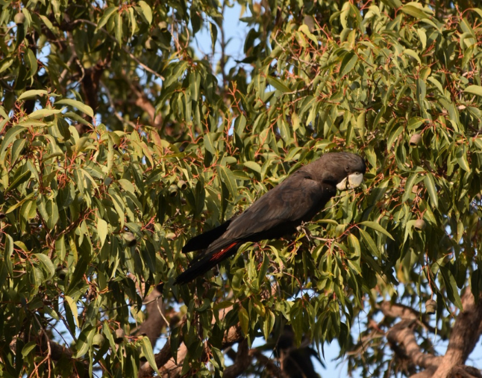 black-cackotoo-queensland.webp black cockatoo in WA on a tree