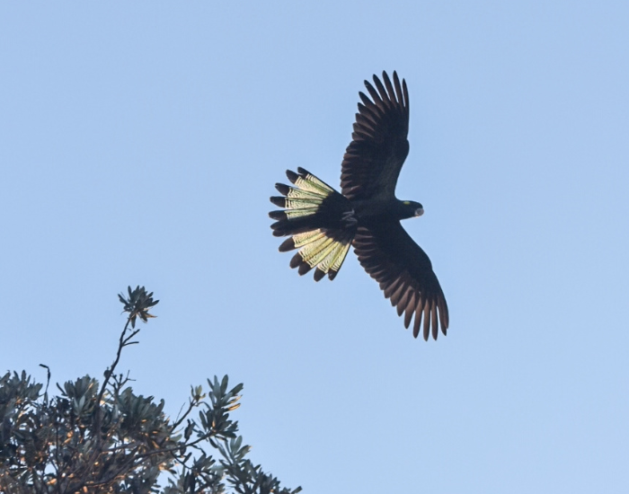 a black cockatoo flying at illaroo