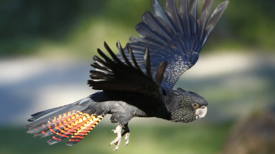 black cockatoo flying