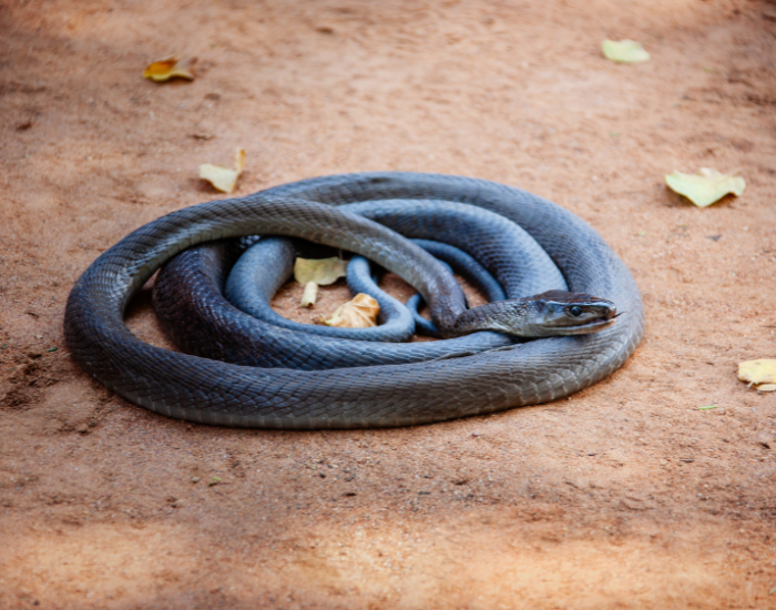 black-mamba.webp black mamba curled