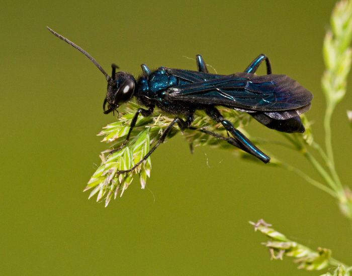 close up of a Blue Mud Dauber