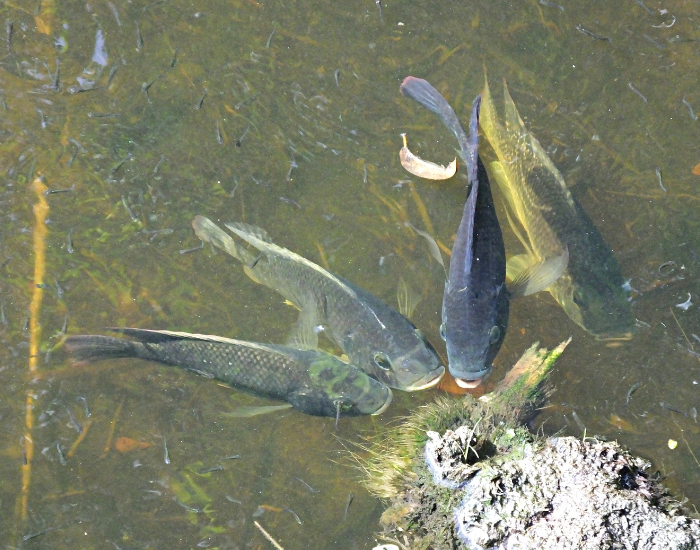 group of blue tilapias on a pond
