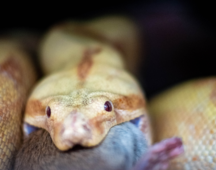 boa-constrictor-eating.webp boa constrictor eating its prey