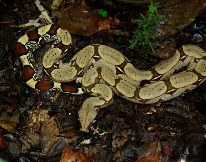 boa-constrictor-in-the-wild.webp Boa curled on the ground