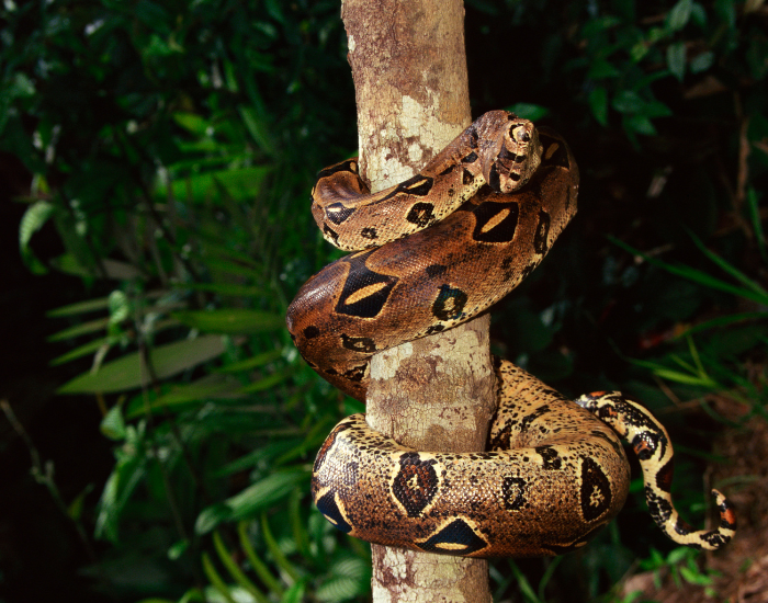boa-constrictor-on-tree.webp boa constrictor squeezing a tree trunk climbing