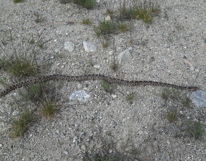 bull snake extended on the ground