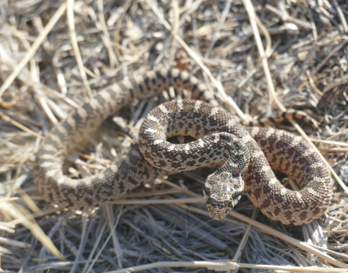 bull snake coiled on the ground in defensive position