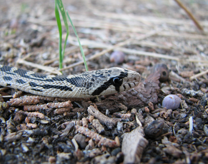 Bull snake hea