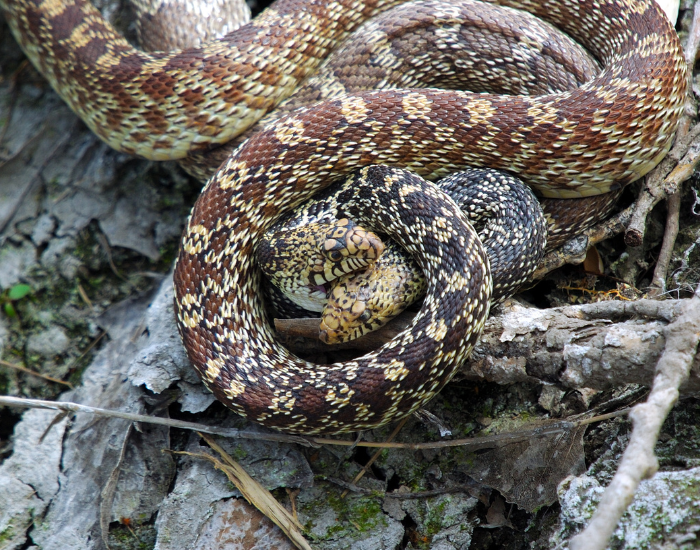 bull snakes mating