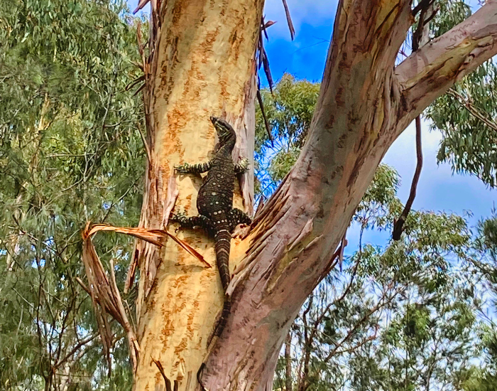 burrow-monitor-lizard-2.webp monitor lizard climbing a tree in australia