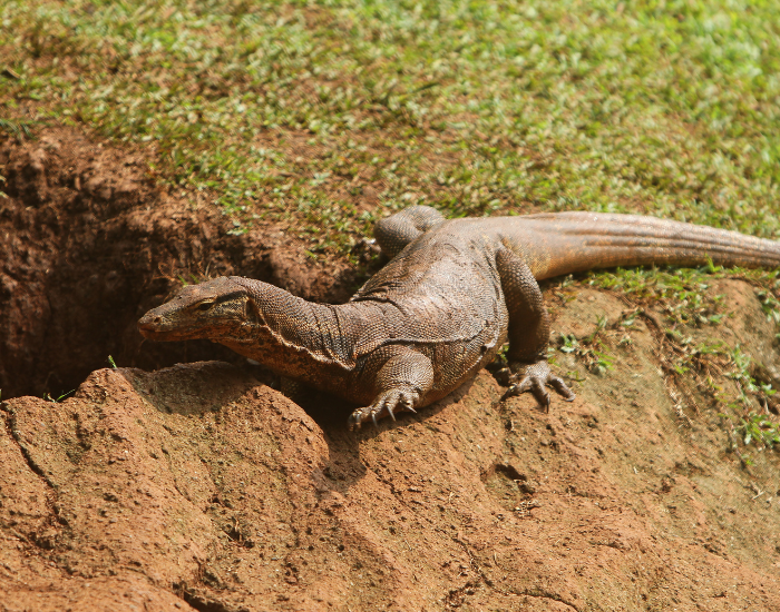 burrow-monitor-lizard.webp monitor lizard next to a burrow