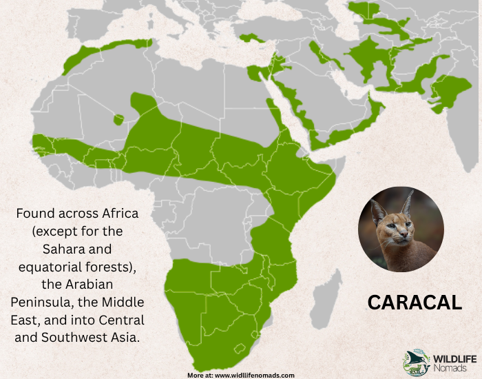 caraca-distribution.webp distribution map of the caracal