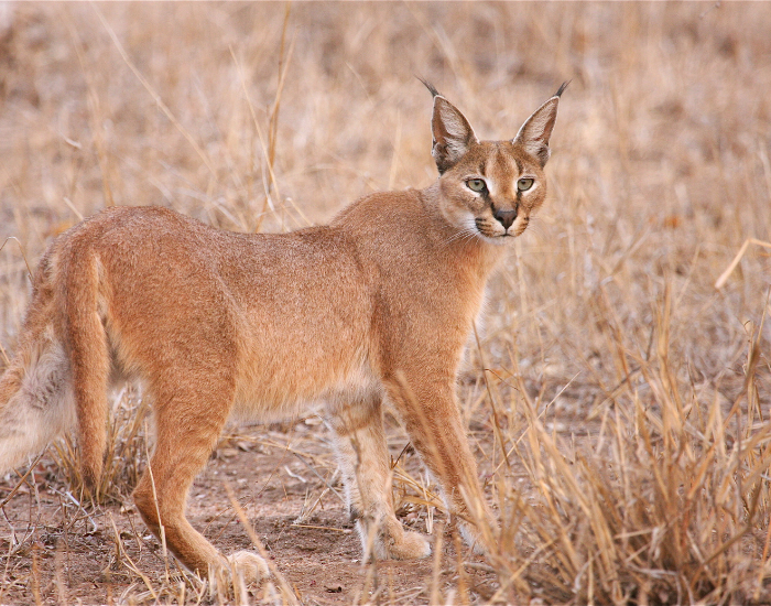 caracal-2.webp caracal in the wild