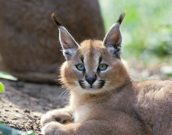 caracal-cub.webp caracal cub on the ground laying