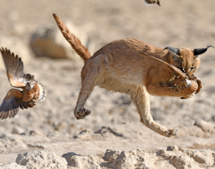 caracal-hunting.webp caracal hunting a bird in the air