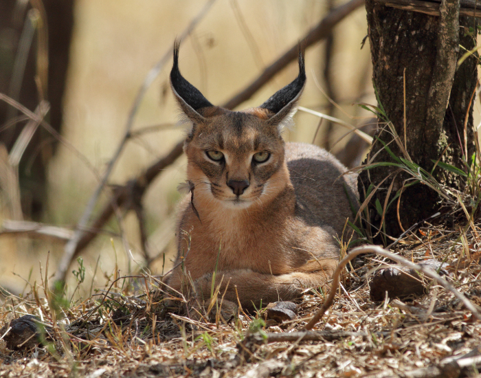 caracal-laying-ground.webp Caracal in the wild laying on the ground