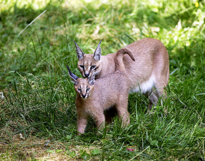 caracal-mom-and-cub.webp caracal mom and her cub in the wild