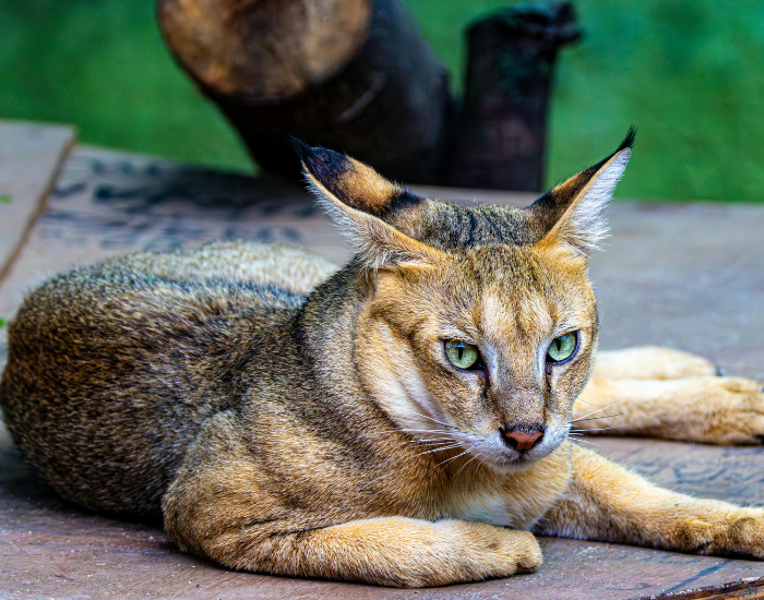 caracal-on-tree-3.webp caracal laying on wooden ground