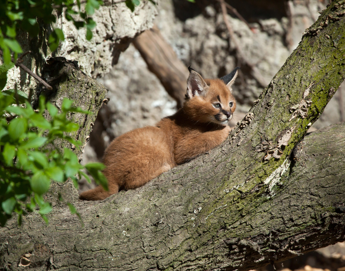 caracal-on-tree.webp caracal cub in the wild on top of a fallen tree