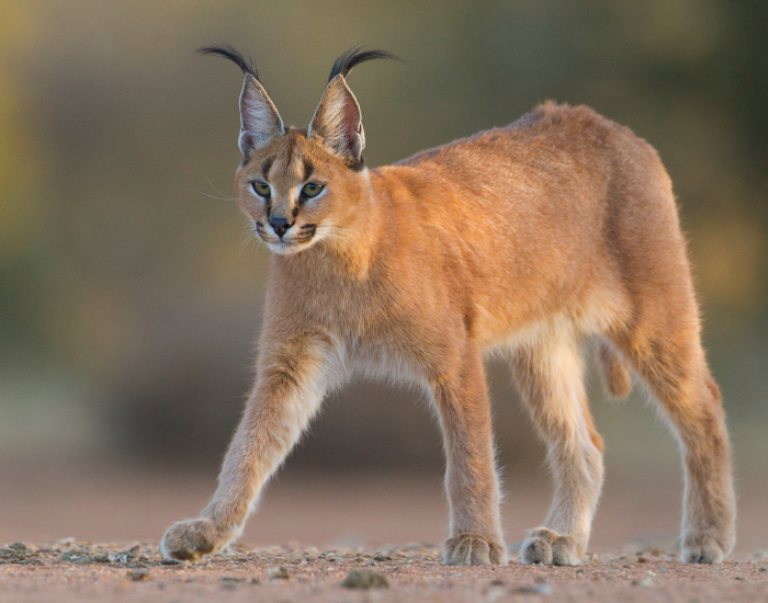 caracal.webp caracal walking on the ground