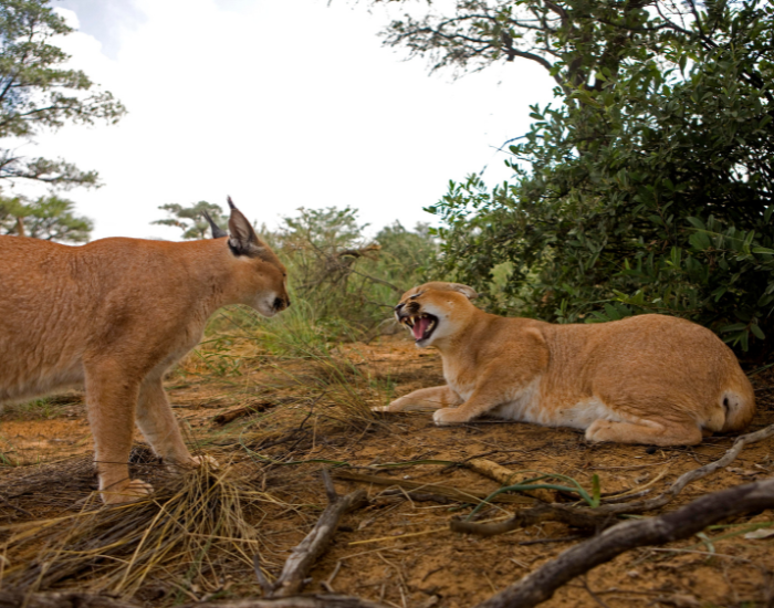 ccaracal.webp two caracals interacting in the wild