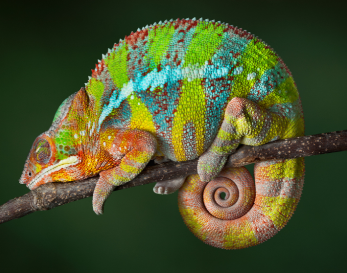 sleeping chameleon on a branch