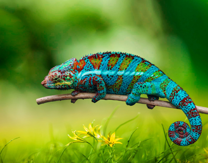 chameleon displaying many colors ona tree branch