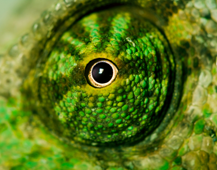 chameleon eye close up