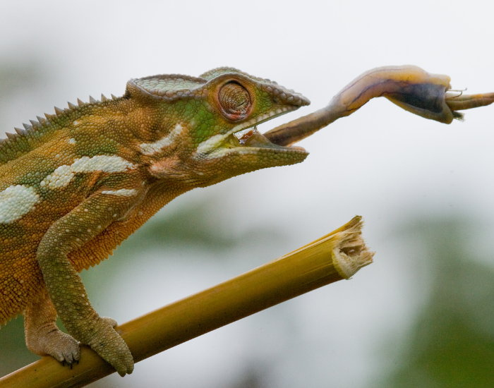 chameleon catching a prey with its large tongue