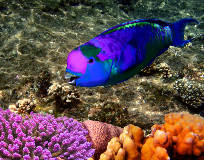 purple parrot fish swimming underwater