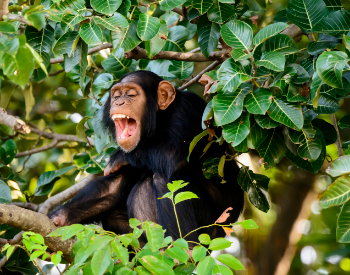 chimpanzee-screaming.webp chimpanzee screaming