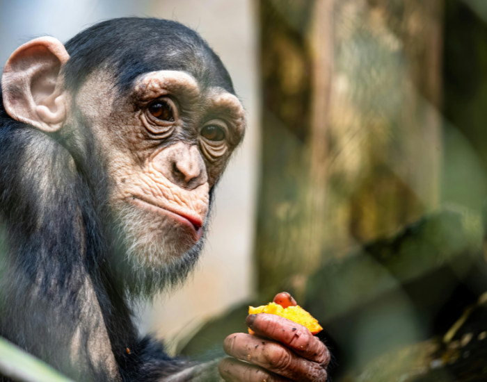 chimpanzees-eating.webp chimpanzee eating a fruit