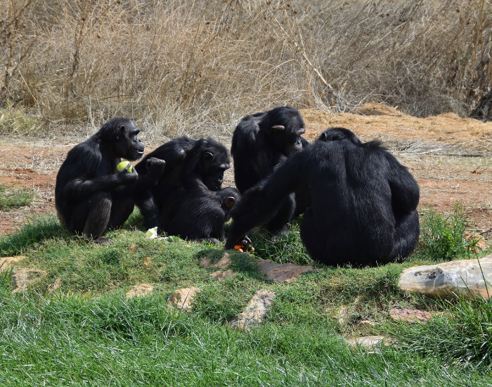 chimpanzees-group.webp group of chimpanzees together feeding on vegetables