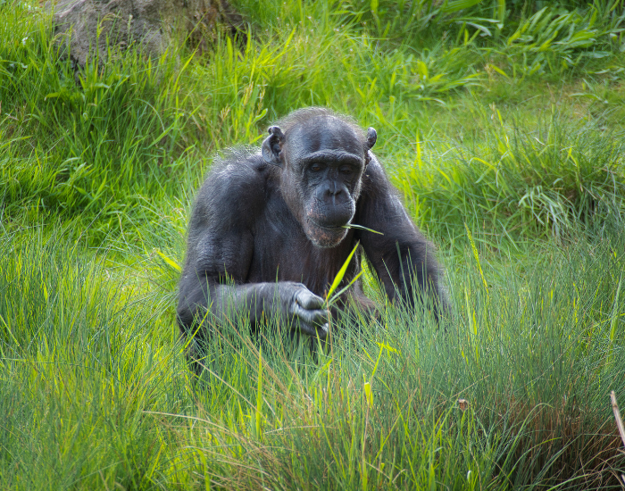 chimpanzees-tool.webp chimpanzees on a grass field