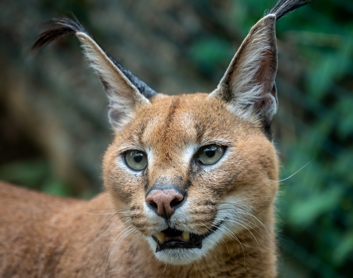 clos-eup-caracal.webp close up of a caracal in the wild
